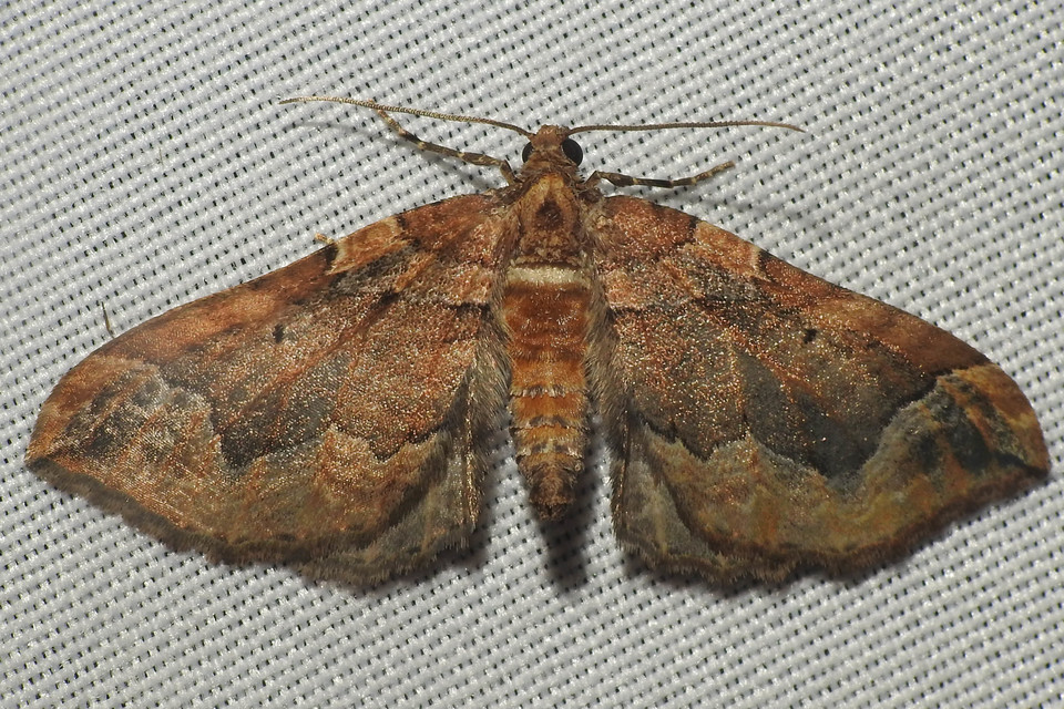 Pelurga comitata - nagy tarkaaraszoló