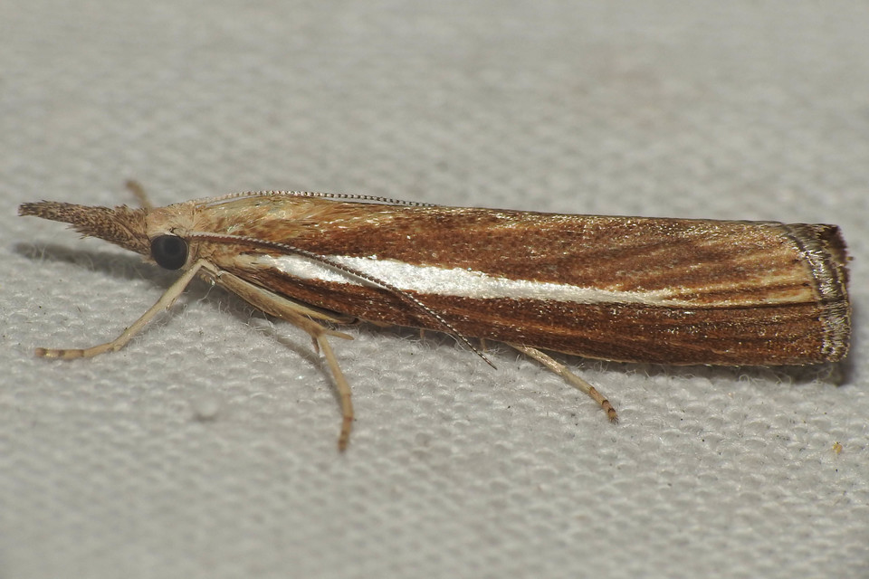 Agriphila