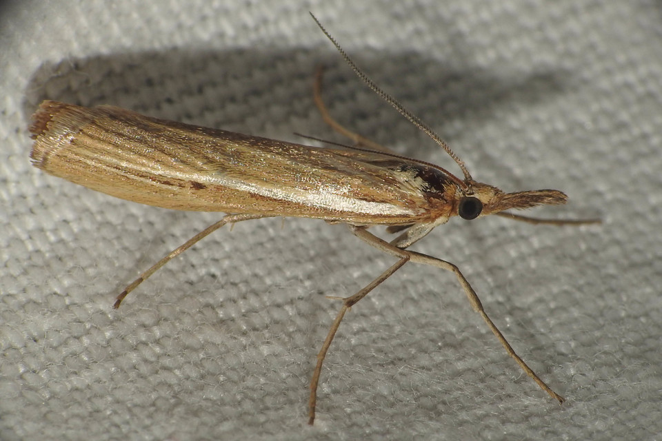 Agriphila