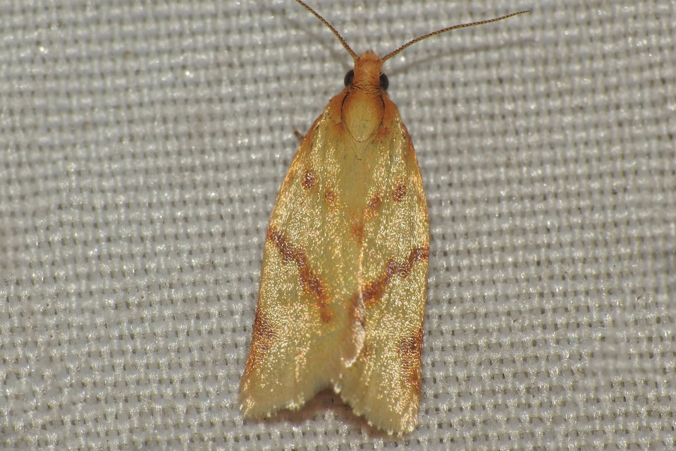 Clepsis pallidana - aranysárga sodrómoly