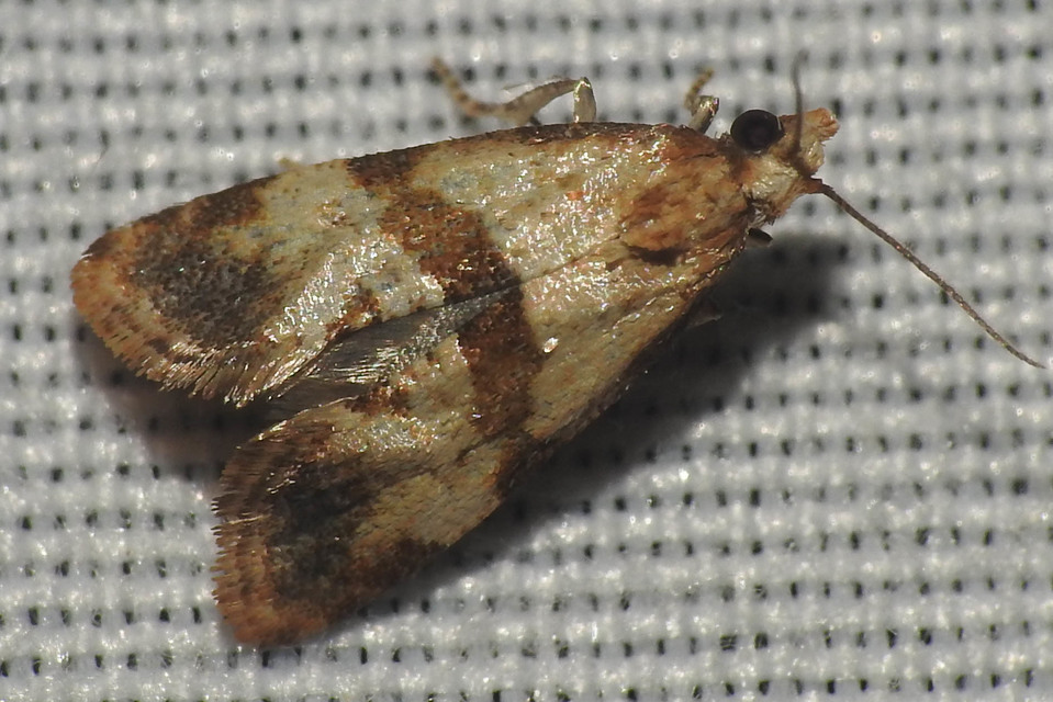 Phalonidia contractana - pipitér-fúrómoly