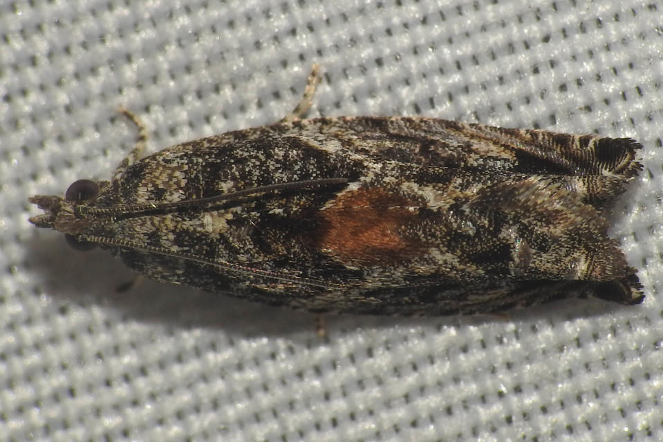 Epinotia nisella - nyárfabarka-tükrösmoly