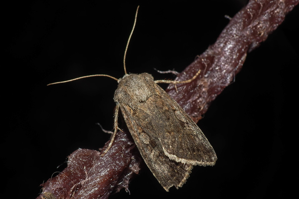 Euxoa tritici/nigrofusca/eruta