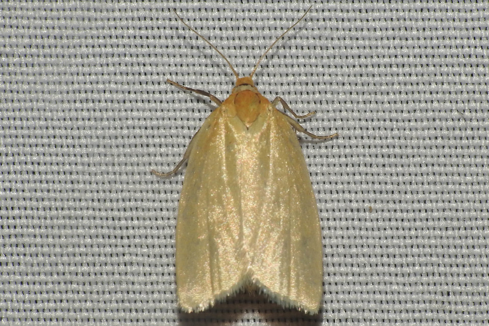 Aphelia