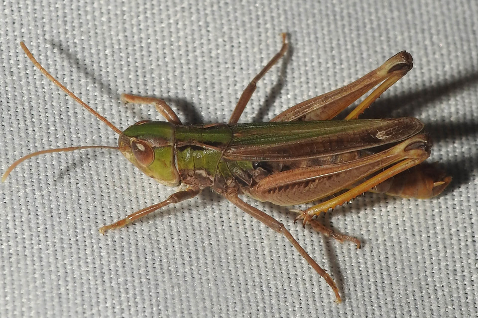Stenobothrus nigromaculatus - sztyeppréti sáska