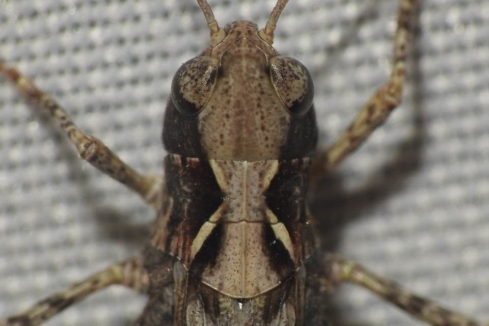 Myrmeleotettix maculatus - kis bunkóscsápúsáska