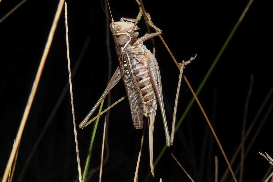 Gampsocleis glabra - tőrös szöcske