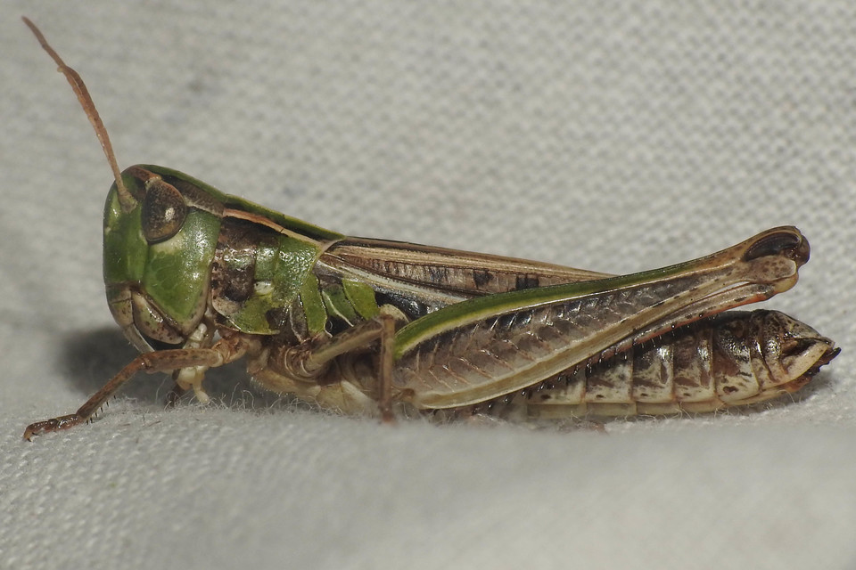Stenobothrus nigromaculatus - sztyeppréti sáska