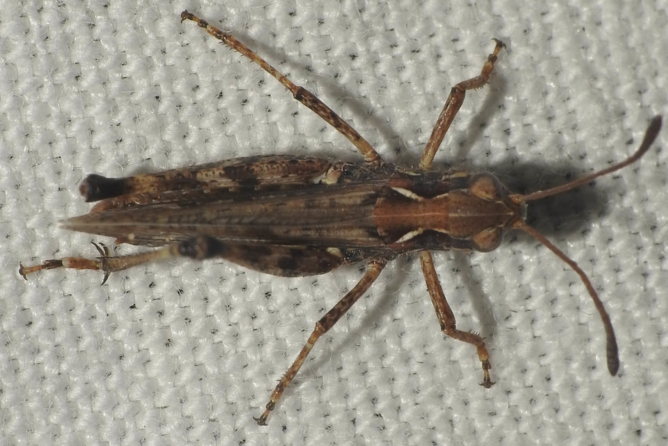 Myrmeleotettix maculatus - kis bunkóscsápúsáska