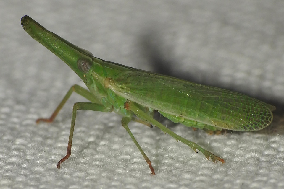 Dictyophara pannonica