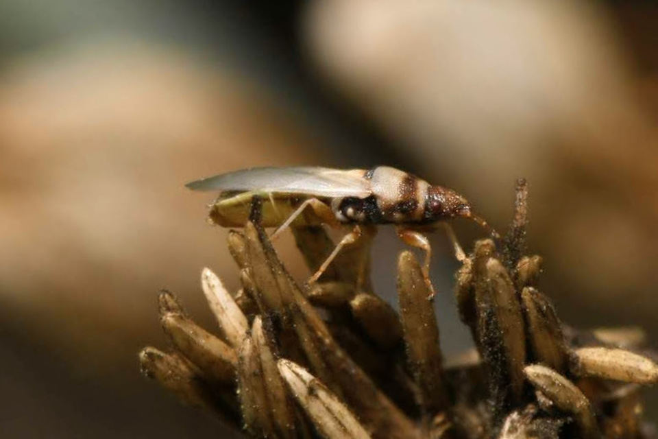 Oxycarenus pallens - fakó bodobács