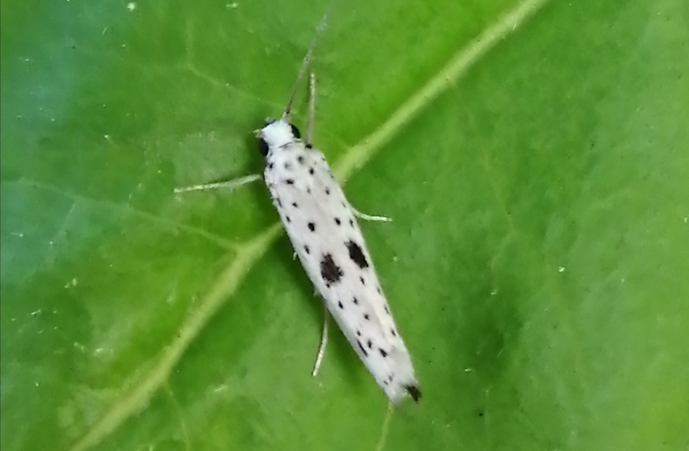 Yponomeuta plumbella - pókhálós bengemoly