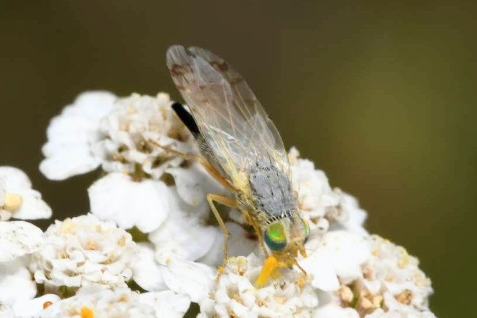 Acanthiophilus helianthi