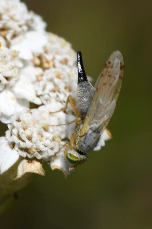 Acanthiophilus helianthi