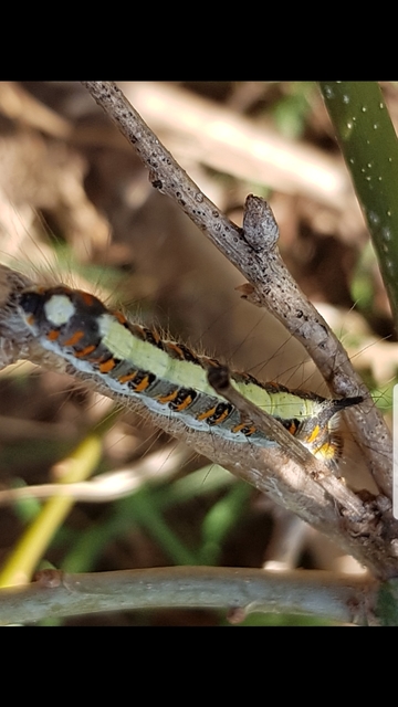 Acronicta psi - pszi-betűs szigonyosbagoly