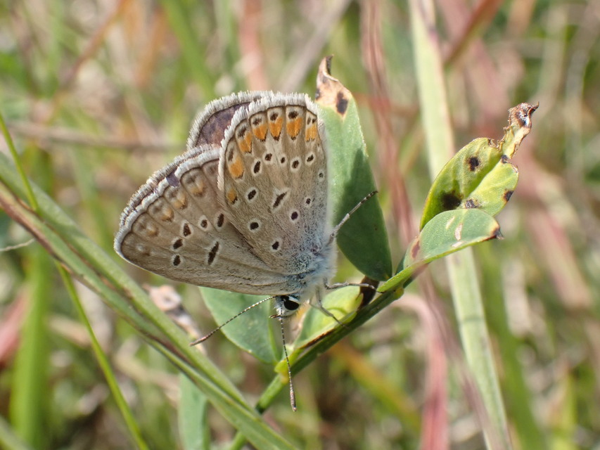 Polyommatus thersites - ibolyaszín boglárka