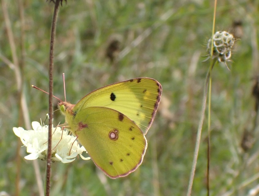 Colias alfacariensis - déli kéneslepke