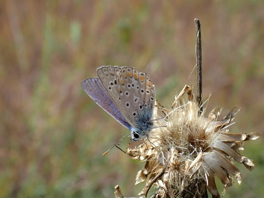 Polyommatus thersites - ibolyaszín boglárka