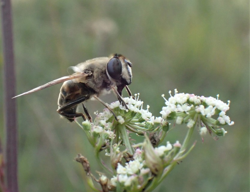 Eristalis tenax - közönséges herelégy