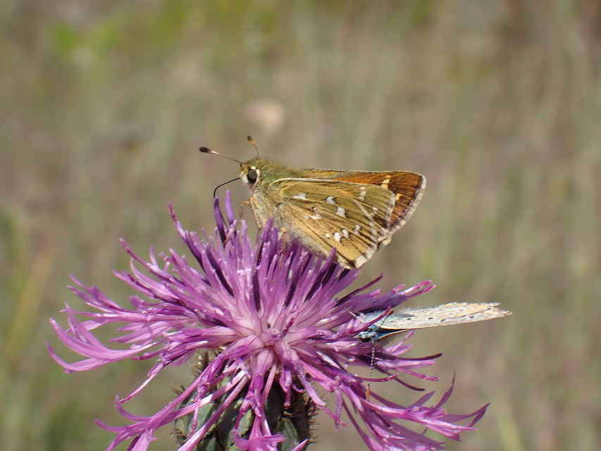 Hesperia comma - vesszős busalepke