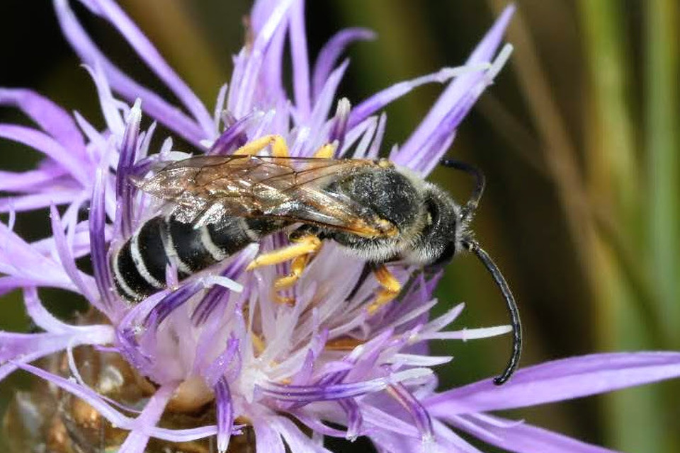 Halictus