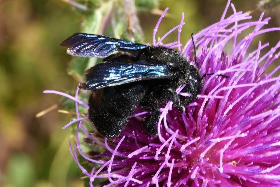 Xylocopa valga - gyakori fadongó