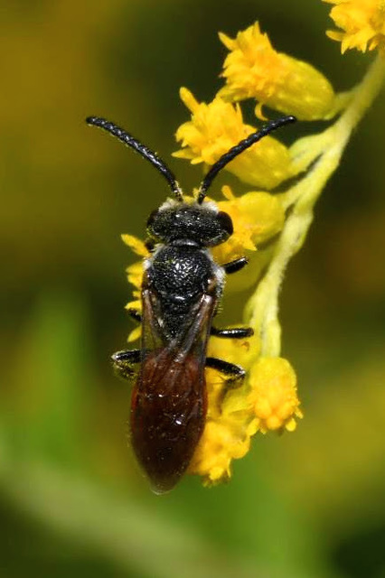 Sphecodes albilabris - nagy piroshasúméh