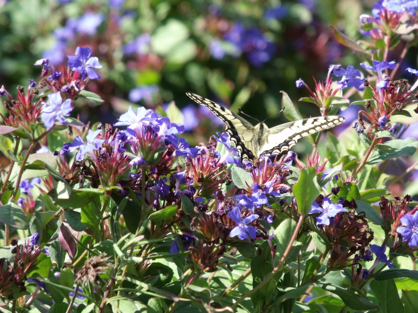 Papilio machaon - fecskefarkú lepke