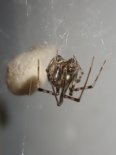 Parasteatoda tepidariorum - üvegházi törpepók