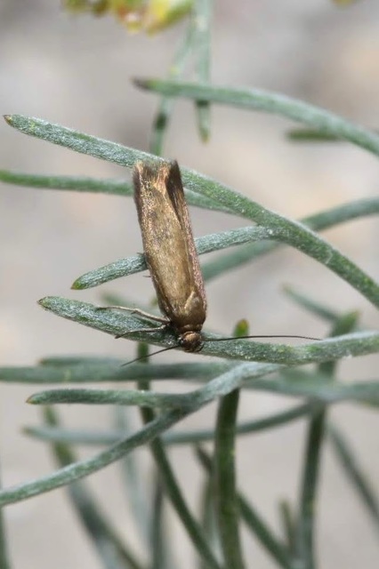 Scythris