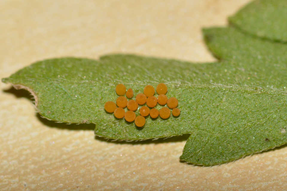 Ophraella communa - parlagfű-olajosbogár