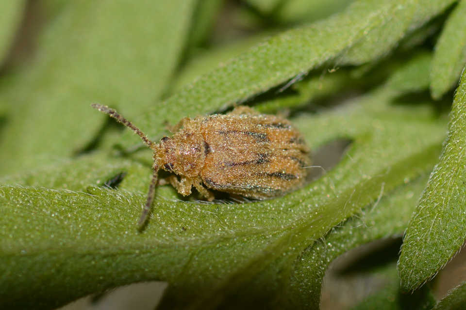 Ophraella communa - parlagfű-olajosbogár