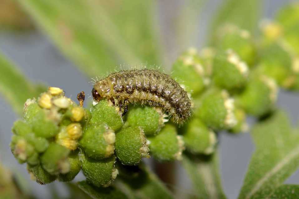 Ophraella communa - parlagfű-olajosbogár