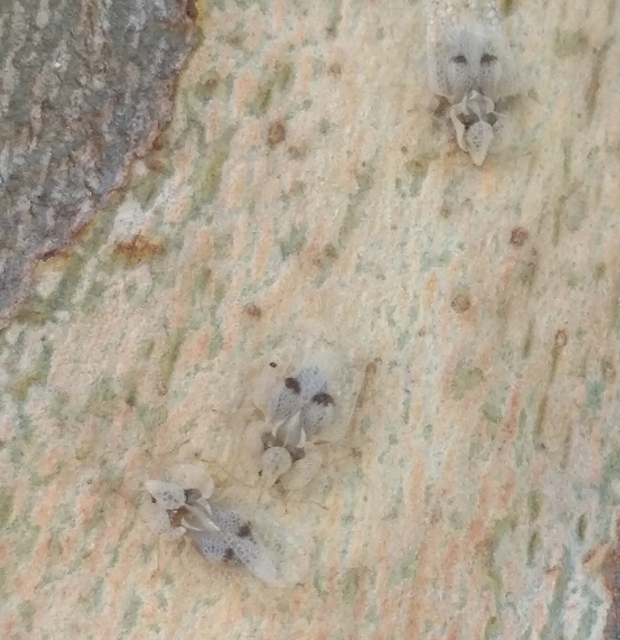 Corythucha ciliata - platán-csipkéspoloska