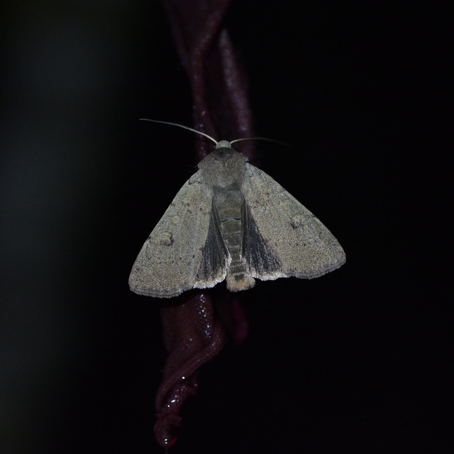 Xestia castanea michaeli - csarabos fűbagoly