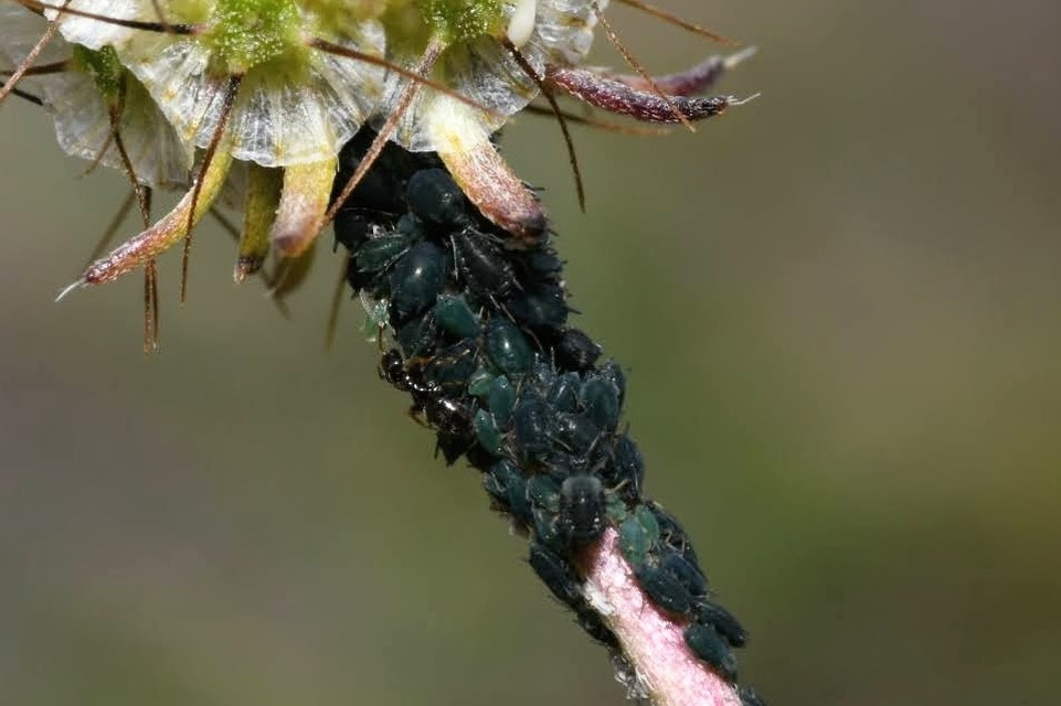 Aphis gossypii
