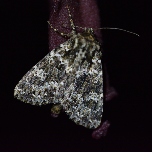 Polymixis polymita - kankalin-tarkabagoly