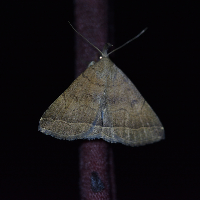 Pechipogo plumigeralis - tollascsápú karcsúbagoly