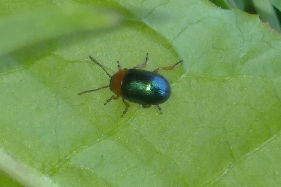Gastrophysa polygoni - paraj-levélbogár