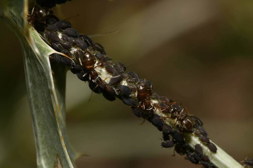 Aphis