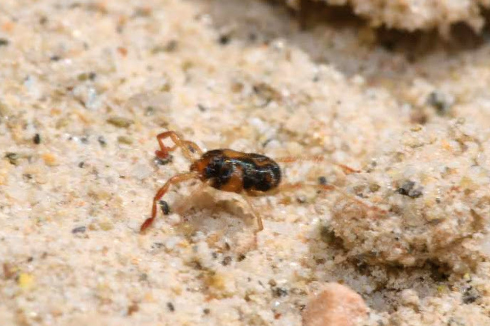 Erythraeidae