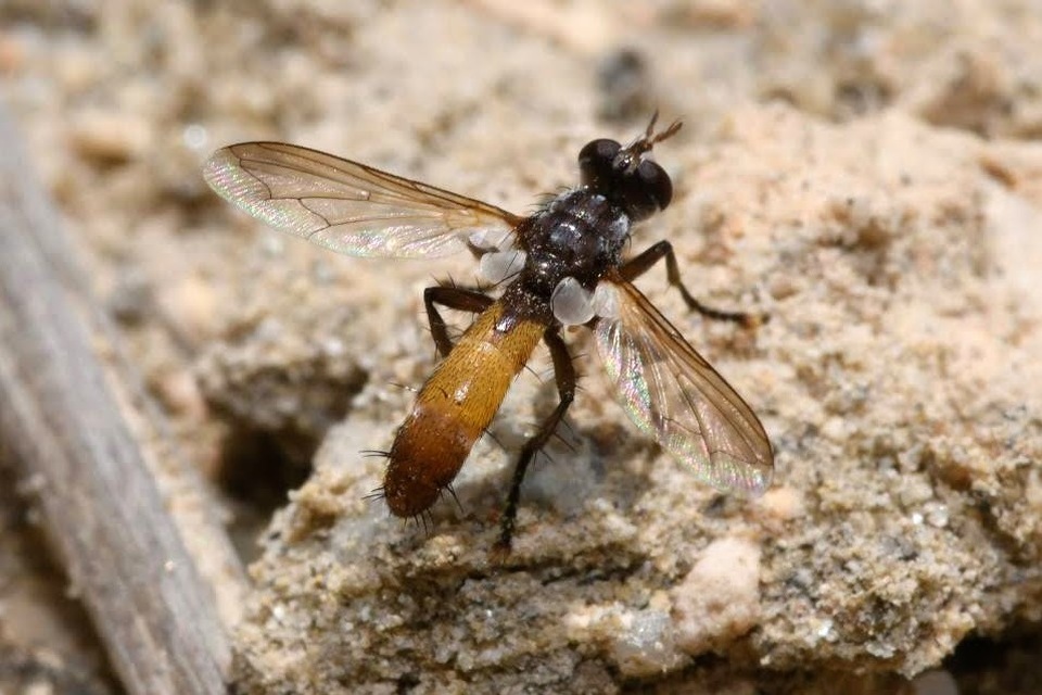 Cylindromyia intermedia