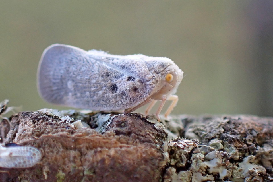Metcalfa pruinosa - amerikai lepkekabóca