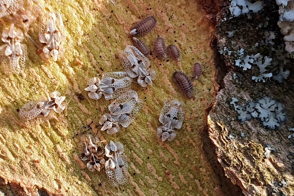 Corythucha ciliata - platán-csipkéspoloska