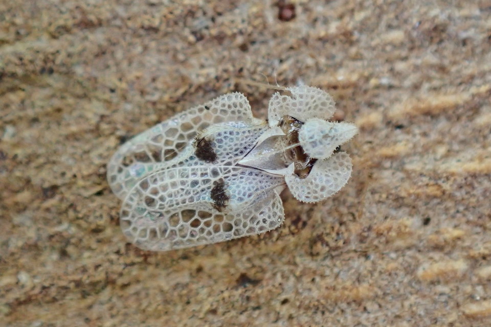 Corythucha ciliata - platán-csipkéspoloska