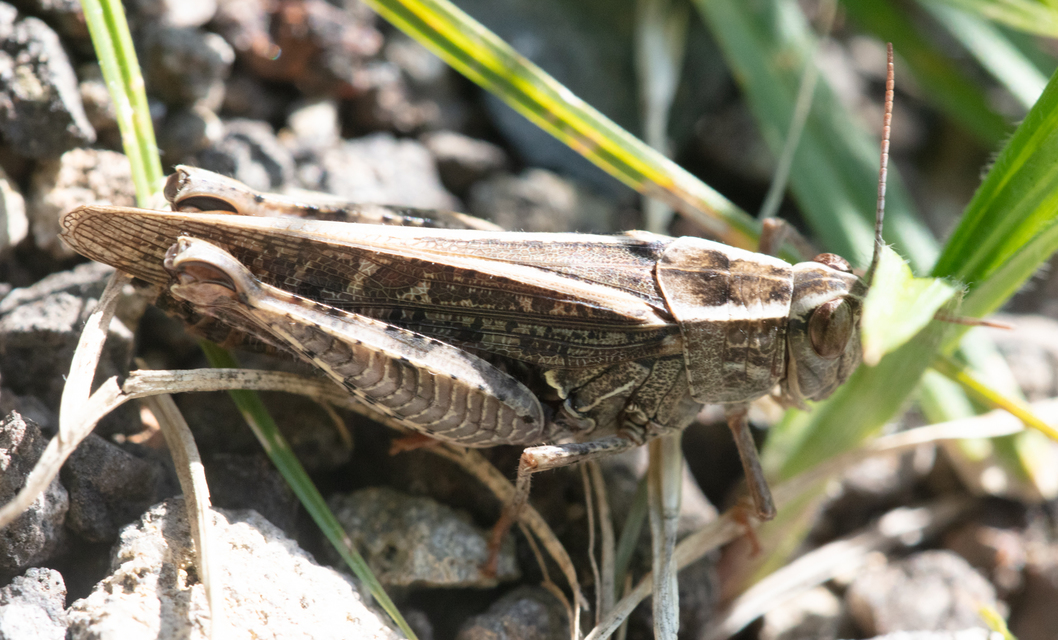 Calliptamus italicus - olaszsáska
