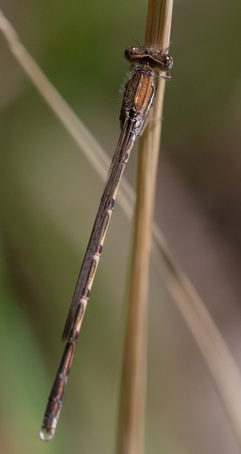 Sympecma fusca - téli rablószitakötő