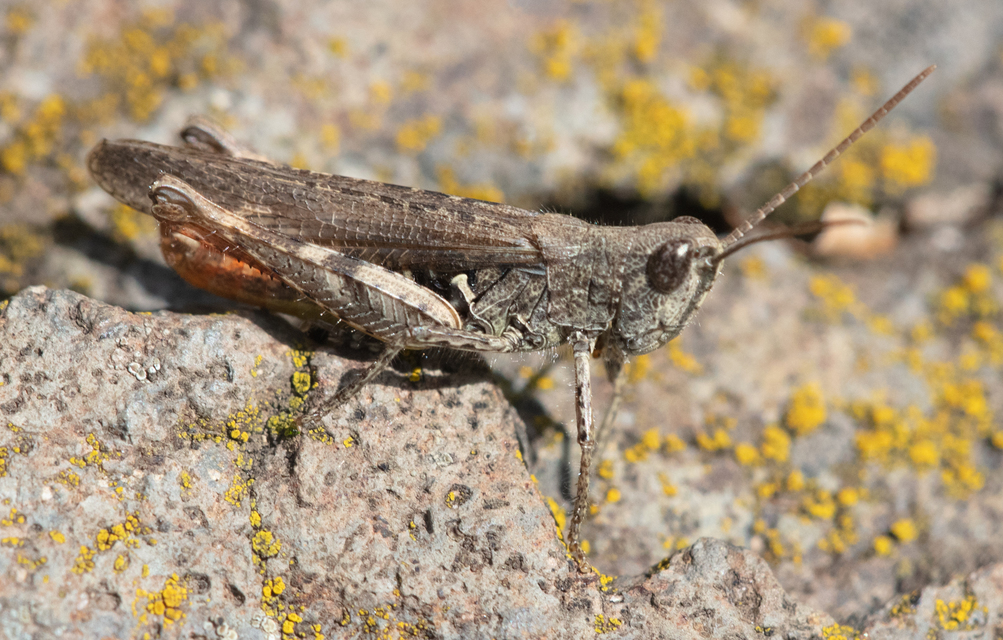 Chorthippus biguttulus - zengő tarlósáska