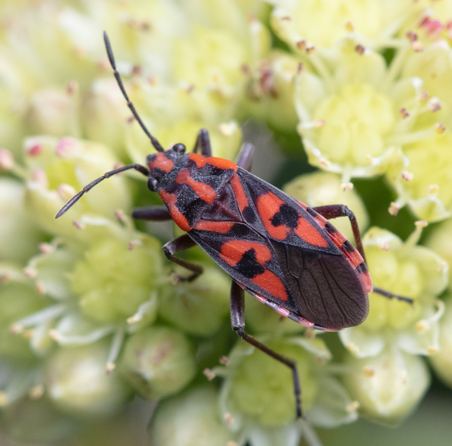 Spilostethus saxatilis - virágbodobács