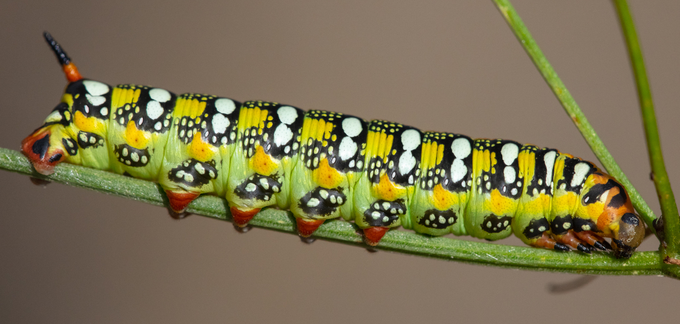 Hyles euphorbiae - kutyatejszender